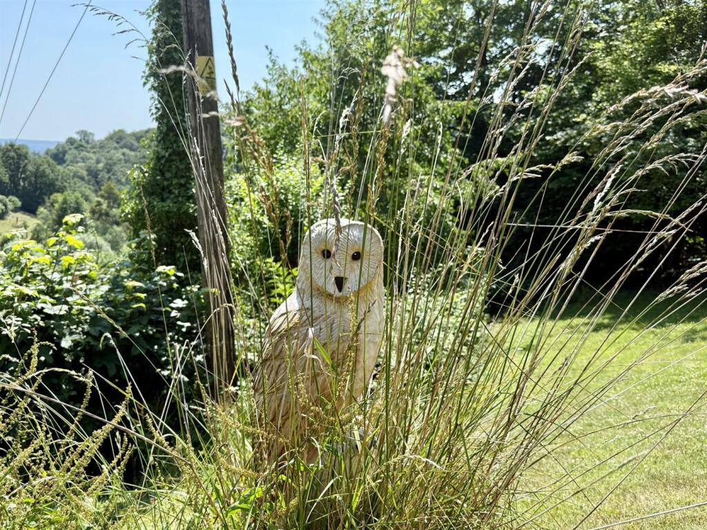 Owl.jpg