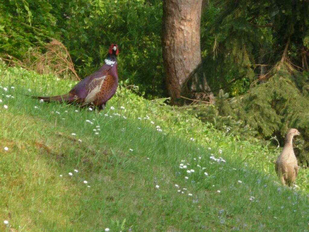 Pheasant.jpg