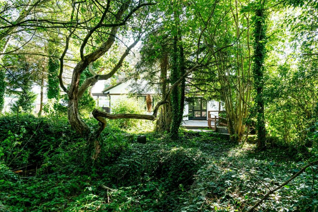 Wooded Area One.jpg