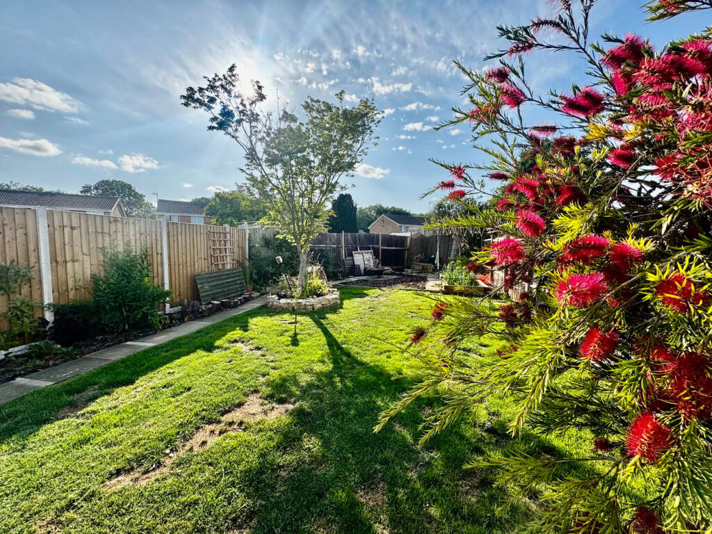 Lawn &amp; Copper Maple Tree