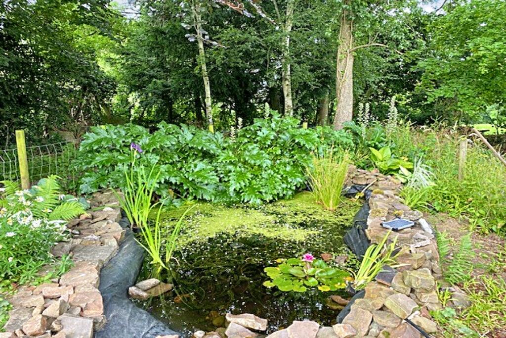 Wildlife Pond