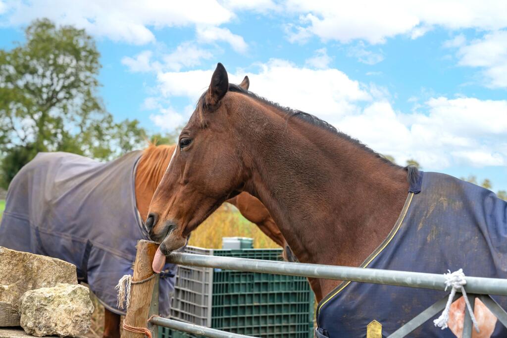 Horses