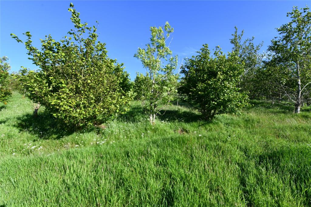 Lot 1