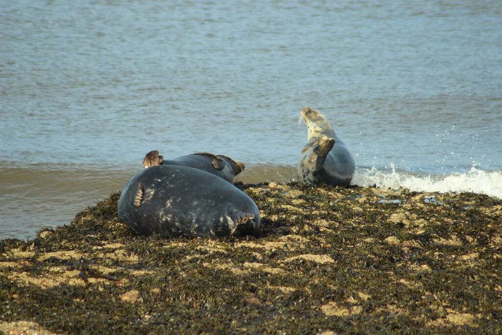 seals beach.jpg