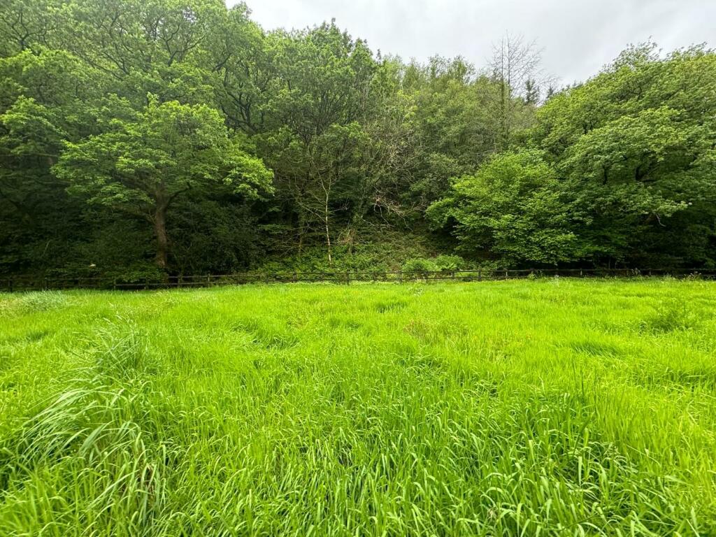 woodland.JPEG