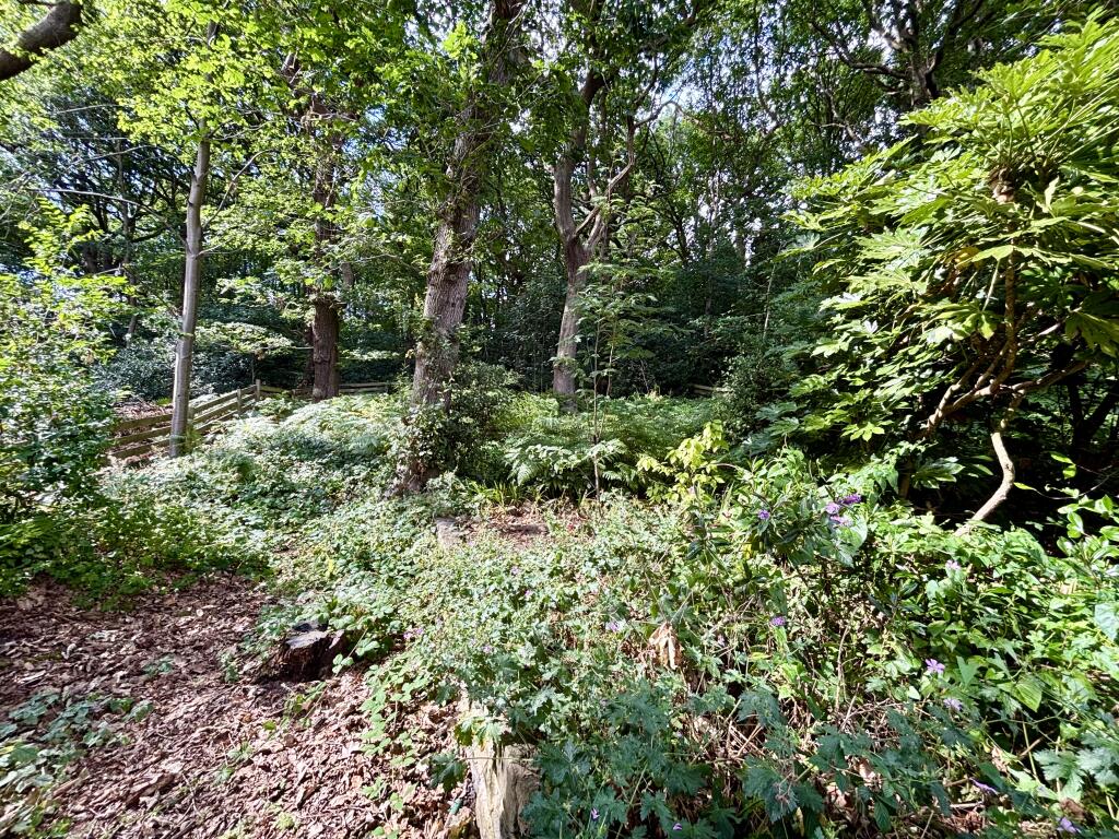 Woodland garden