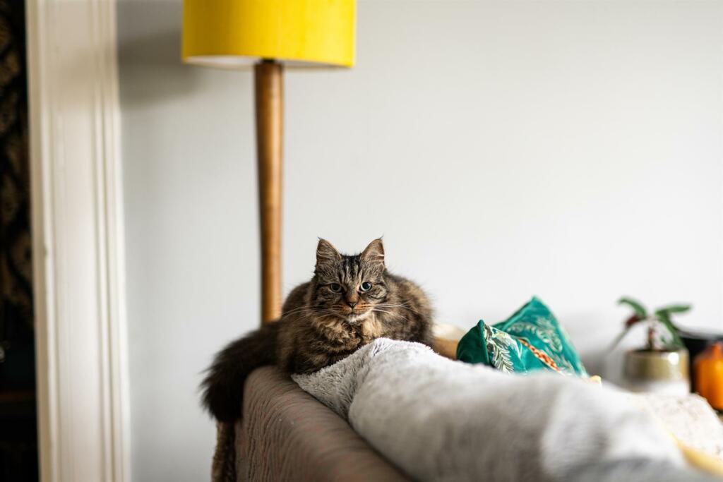 Cat.jpg