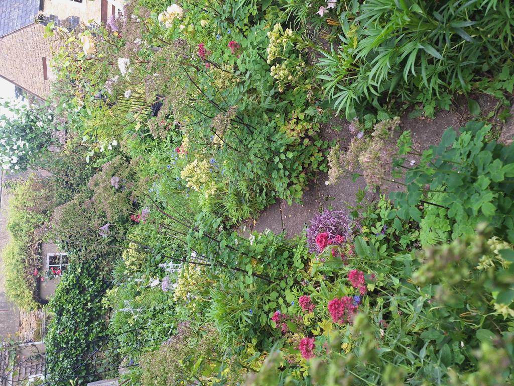 Garden in the summer