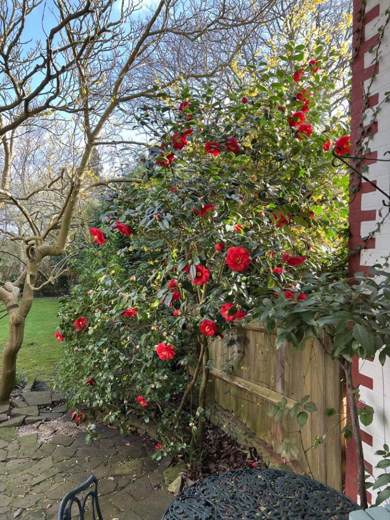garden bloom