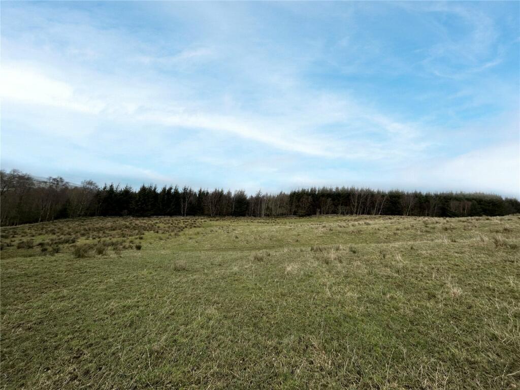 Grazing Field