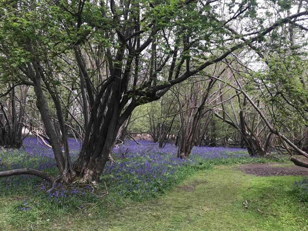 Surrounding Woodland