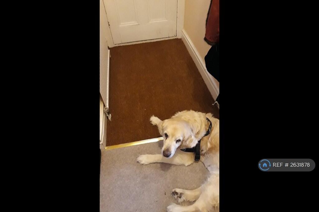 Ground Floor Entrance (With Dog)