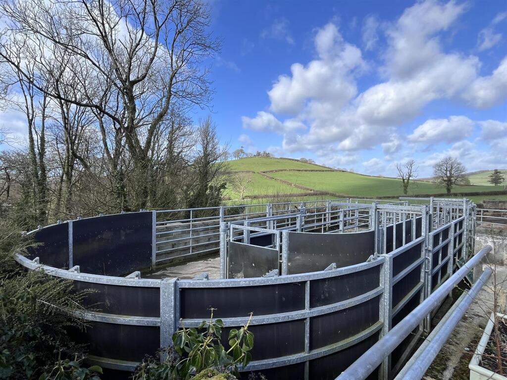 cattle handling.JPEG