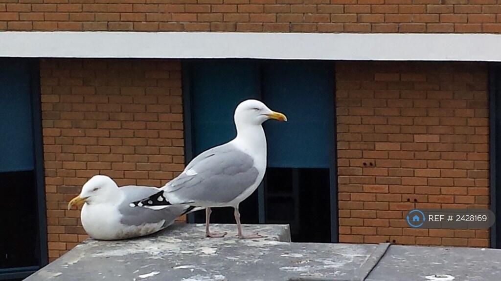 Seagulls