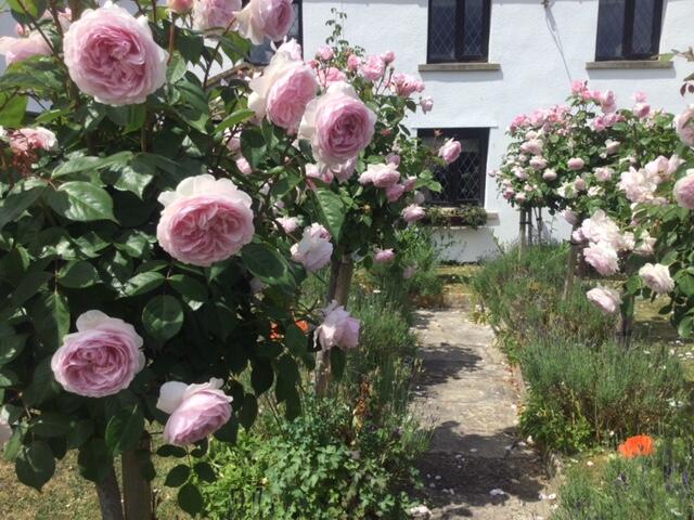 Roses lining the front path (vendor supplied)