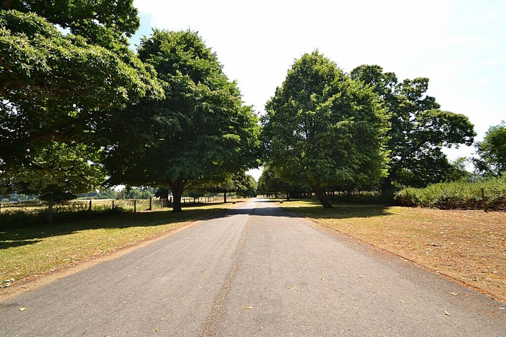 Tree Lined Drive