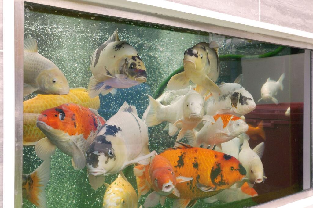 Koi Carp