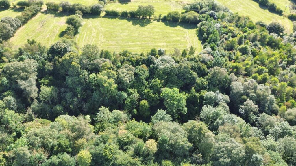 WOODLAND