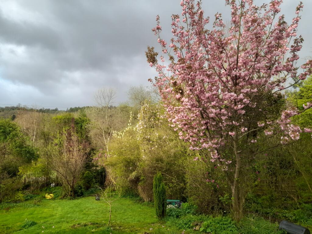 24. Back garden