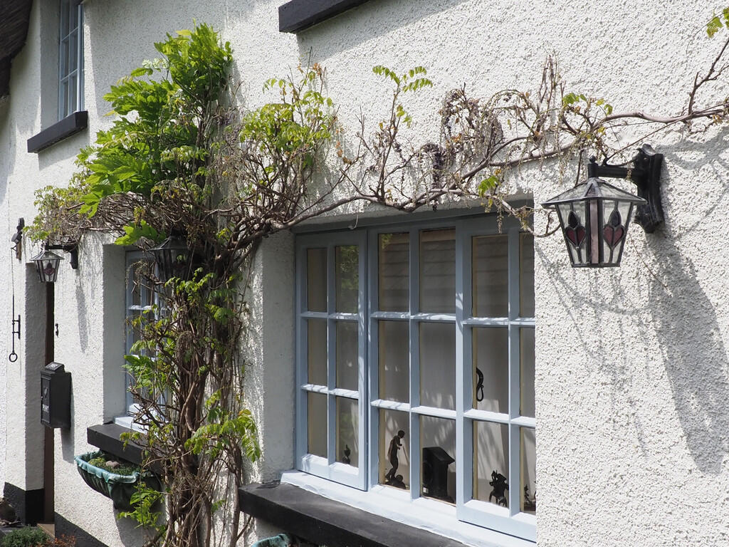 Wisteria to Front...