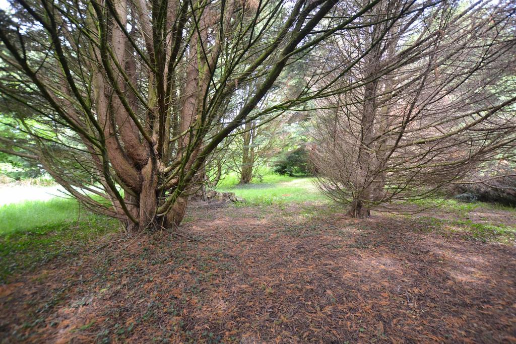 woodland.JPG