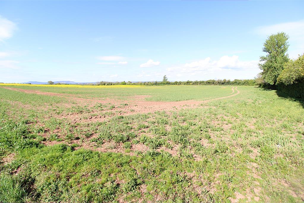 field.jpg
