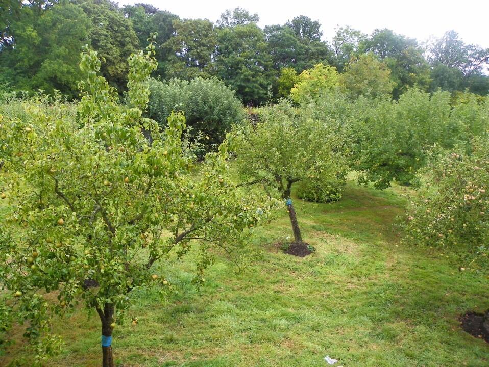 Orchard
