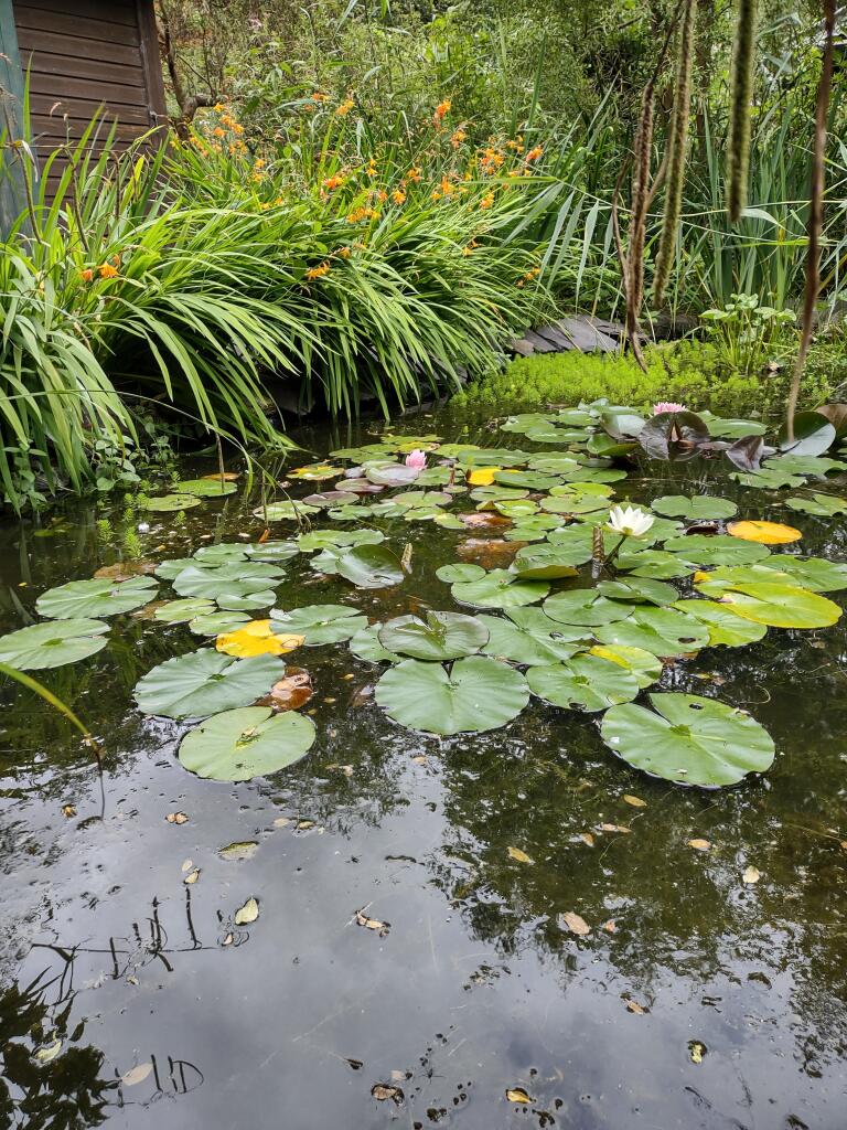 Garden Pond