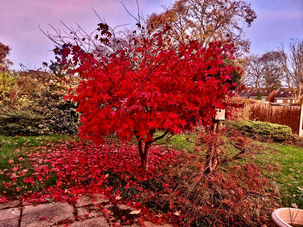 Acer Tree 2.png