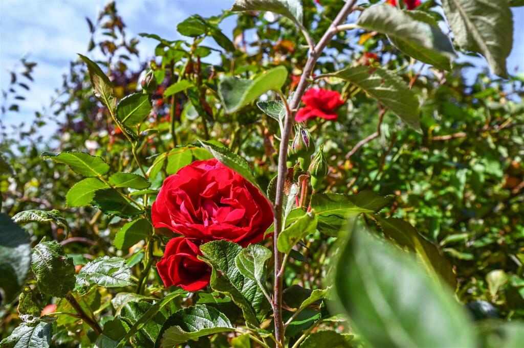 179 ASHBURNHAM ROAD (28).jpg