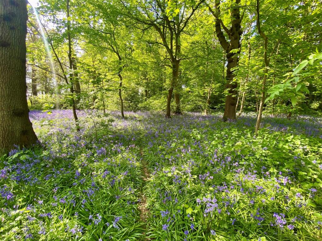 Bluebell Wood Pott.jpg
