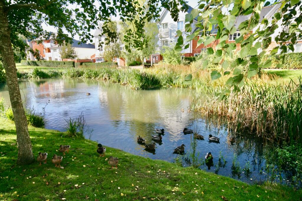 Pond