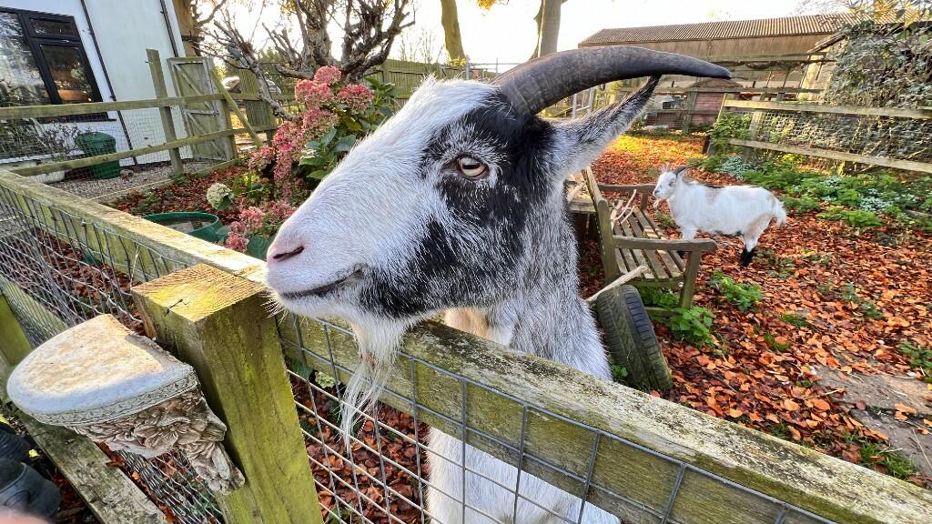 Goat Pen