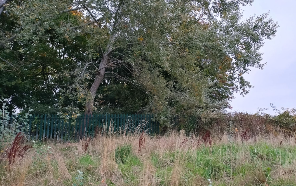 The Site From Access Road