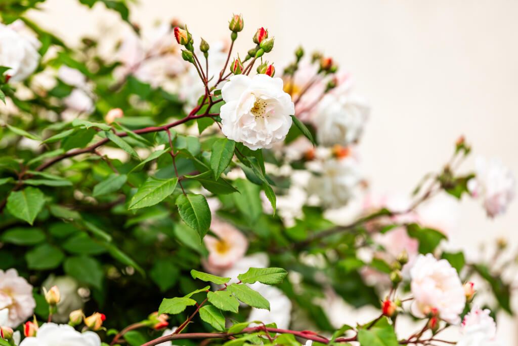 5F8A6559-Enhanced-NR