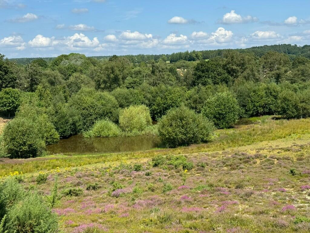 Rabbit Hill and Pond