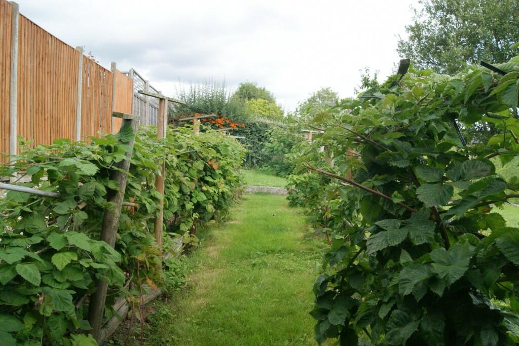 Berry Fruit Garden