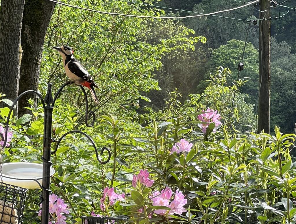 Woodpecker crop