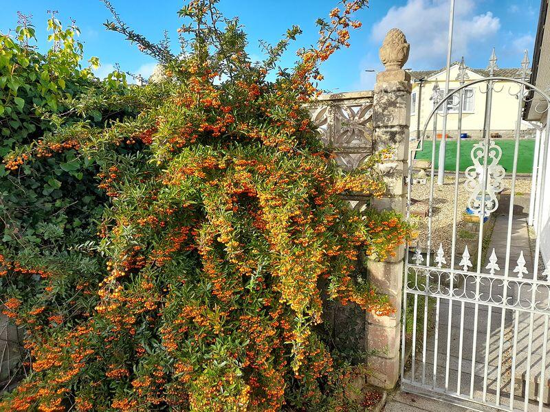 Garden Gate
