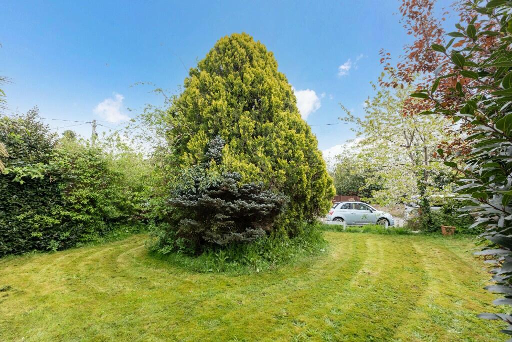 Garden bush 