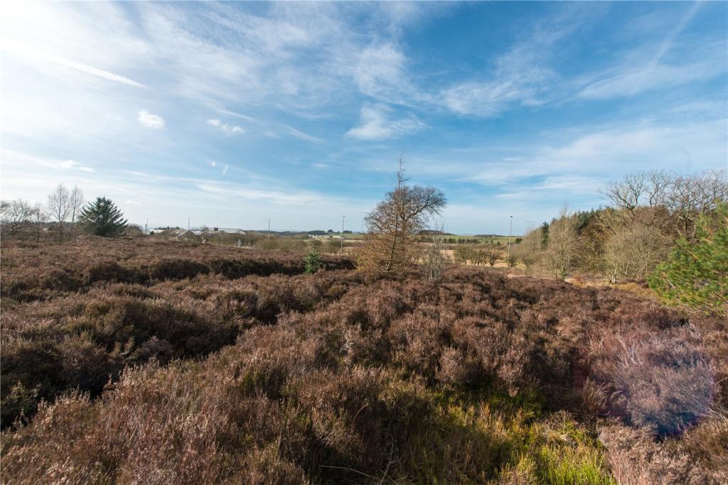 Scrubland 4
