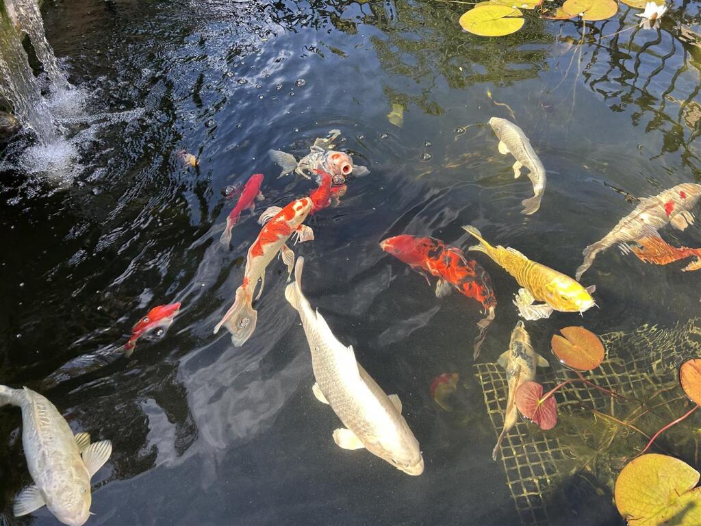 A professional Koi pond