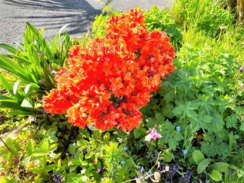 Front lawn shrubs