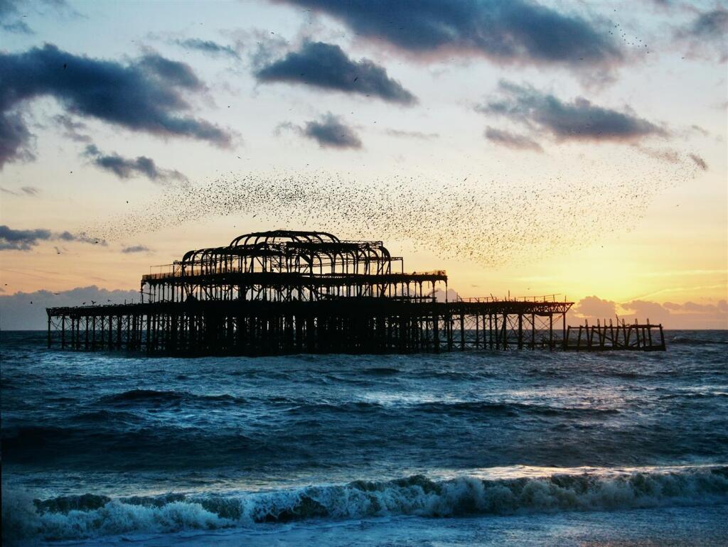 West Pier Birds .jpg