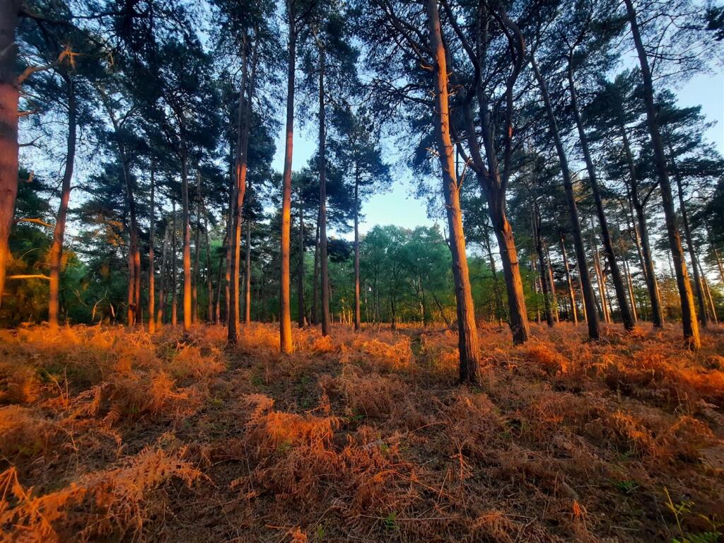 Woodland &amp; Surrounding Areas