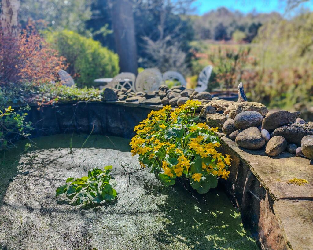 Rear Garden - Pond