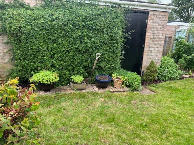 Back Garden