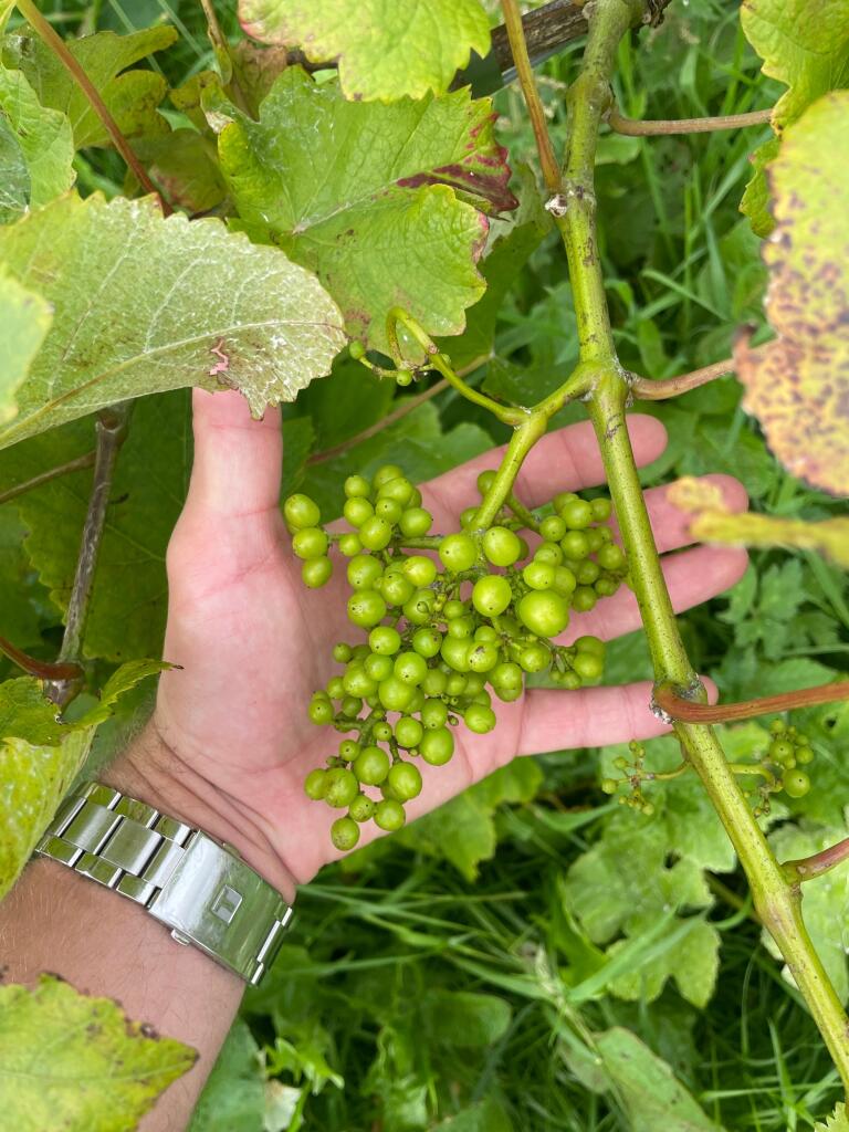 Grapes