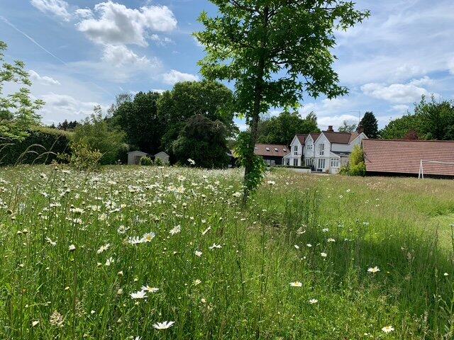 Wildflower Meadow