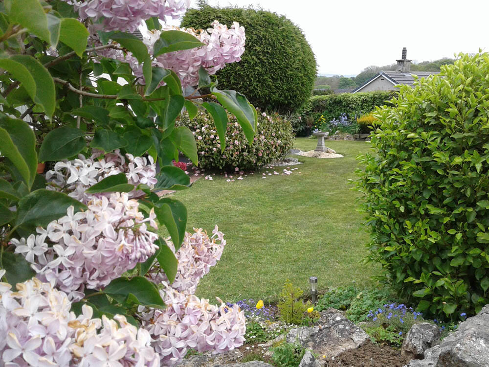 Lilac time
